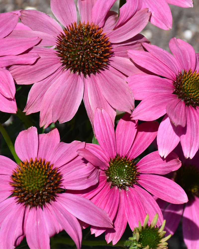 PowWow Wild Berry Coneflower #1<br><i>Echinacea purpurea PowWow Wild Berry</br></i>