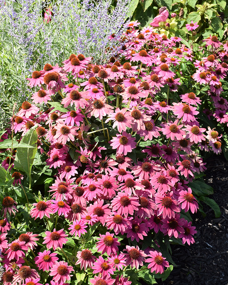 PowWow Wild Berry Coneflower #1<br><i>Echinacea purpurea PowWow Wild Berry</br></i>