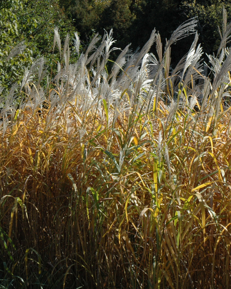 Maiden Grass #5<br><i>Miscanthus sinensis</br></i>