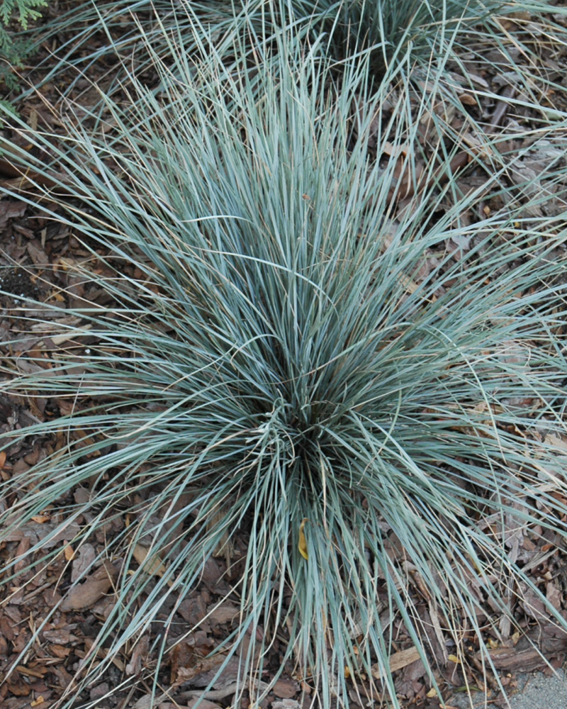 Sapphire Blue Oat Grass #1<br><i>Helictotrichon sempervirens 'Sapphire Blue'</br></i>