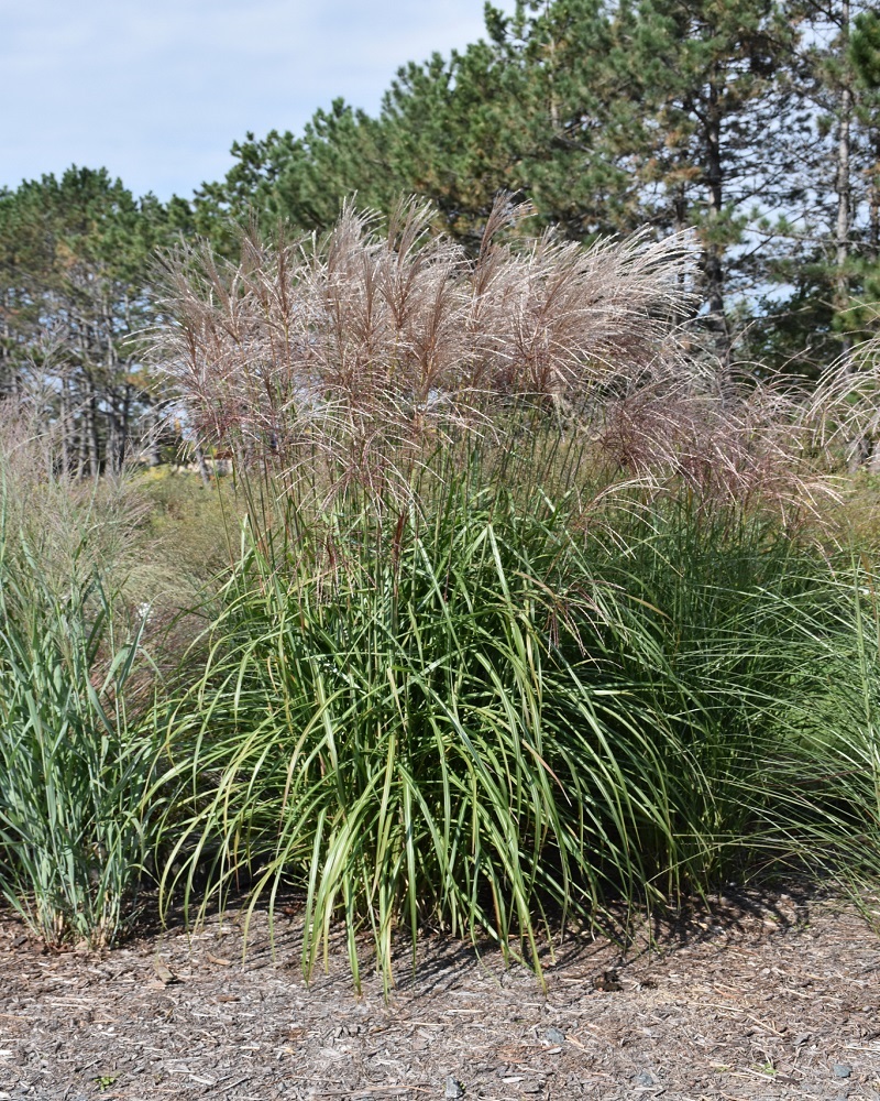 Maiden Grass #5<br><i>Miscanthus sinensis</br></i>