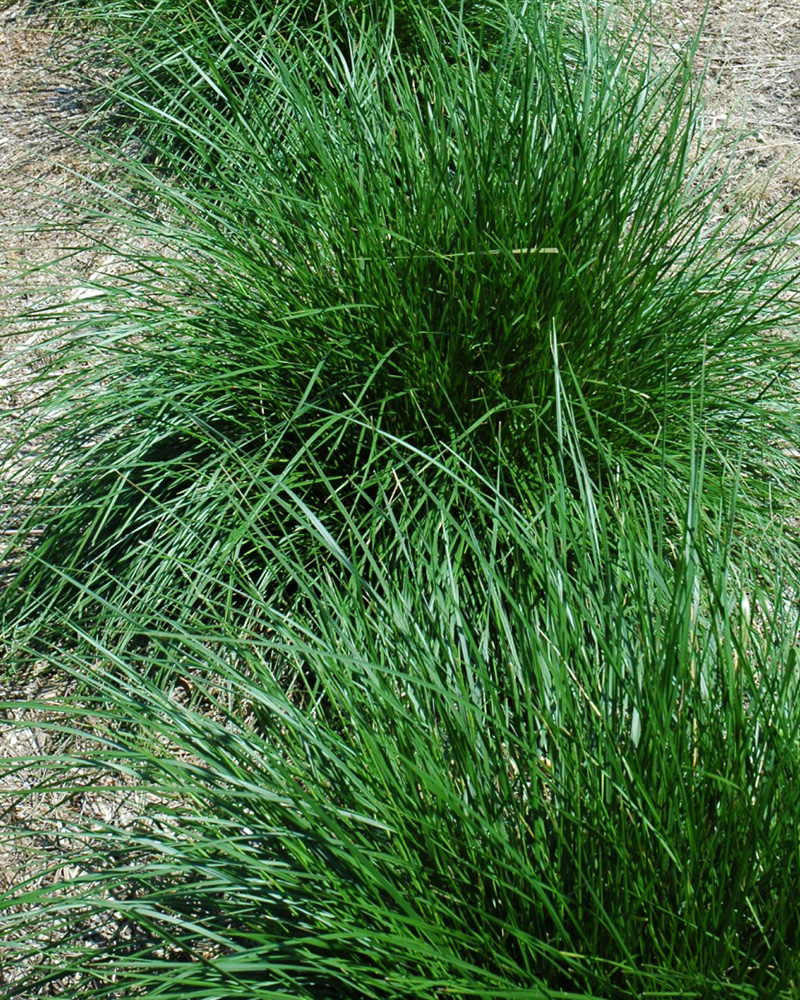 Tufted Hair Grass #1<br><i>Deschampsia cespitosa</br></i>