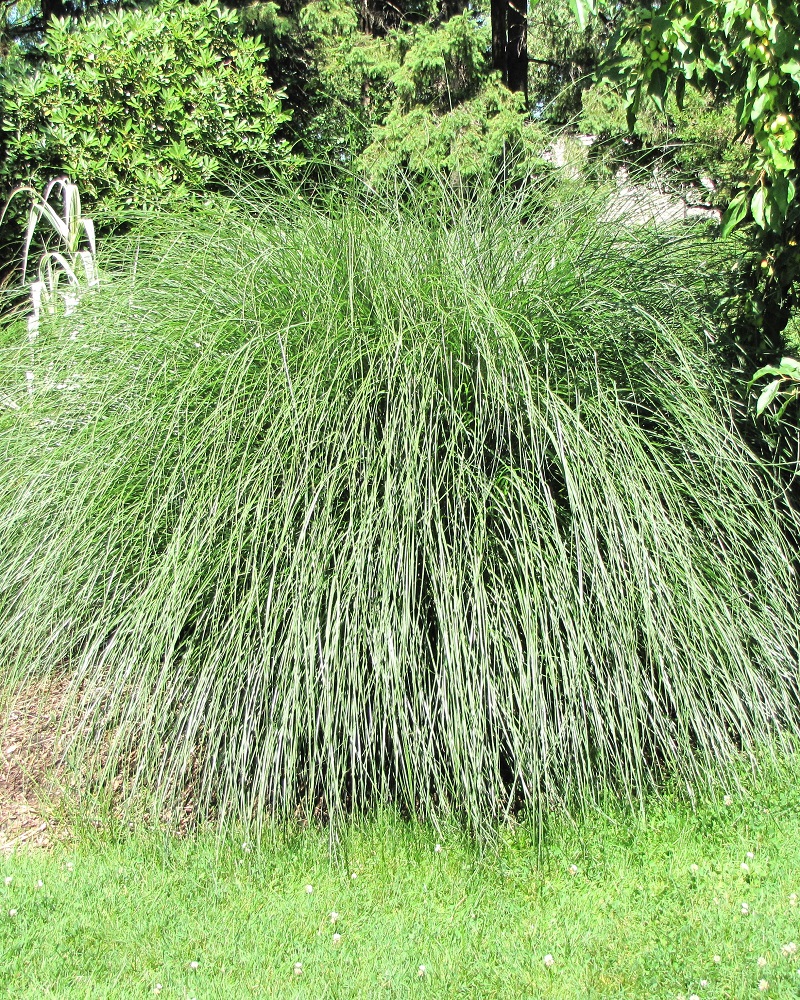 Yaku Jima Dwarf Maiden Grass #5<br><i>Miscanthus sinensis 'Yaku Jima'</br></i>