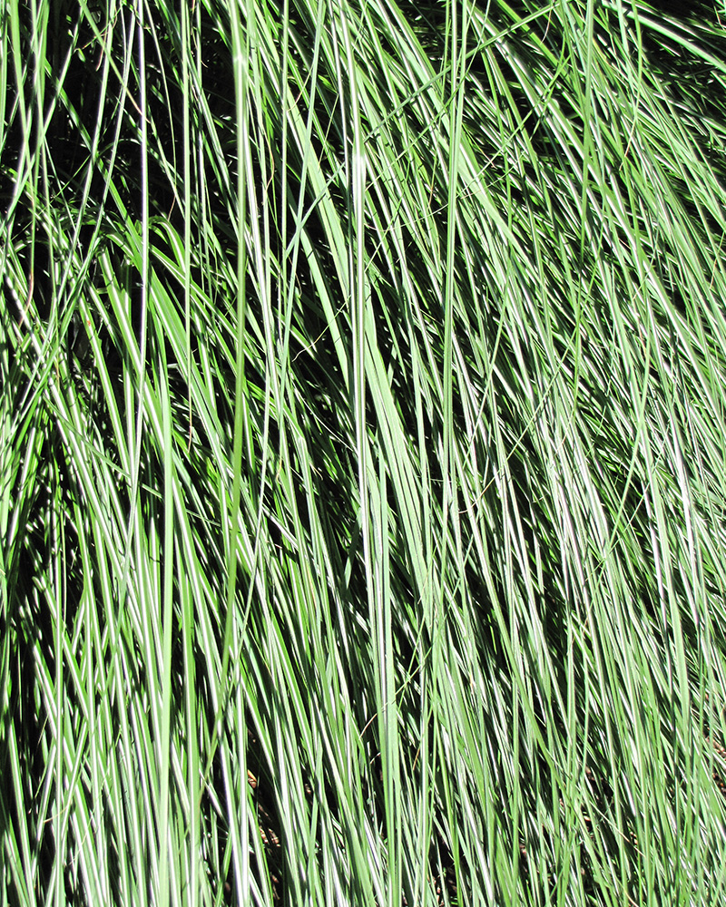 Yaku Jima Dwarf Maiden Grass #1<br><i>Miscanthus sinensis Yaku Jima</br></i>