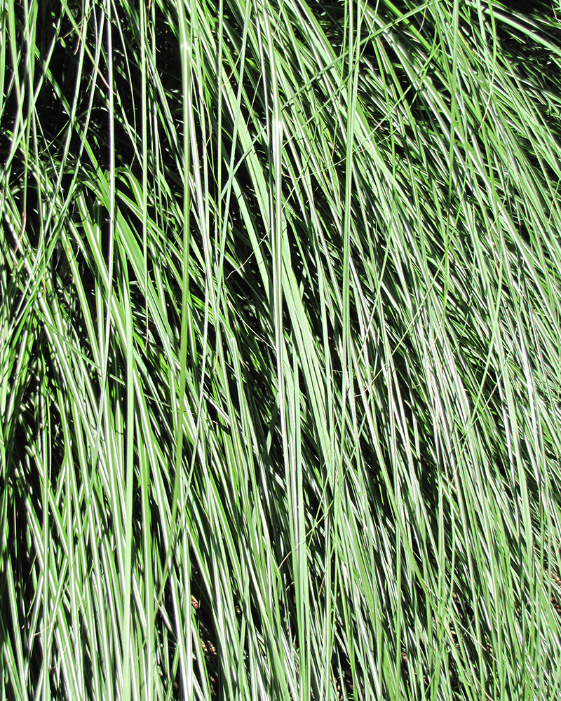 Yaku Jima Dwarf Maiden Grass #5<br><i>Miscanthus sinensis \'Yaku Jima\'</br></i>