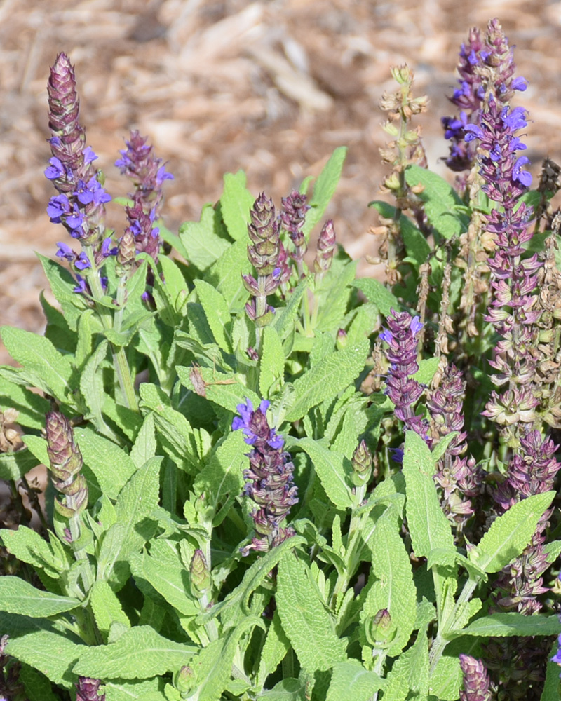New Dimension� Blue Sage #1<br><i>Salvia nemorosa PAS889972</br></i>