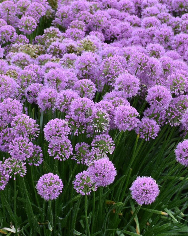 Millenium Ornamental Onion #1<br><i>Allium 'Millenium'</br></i>