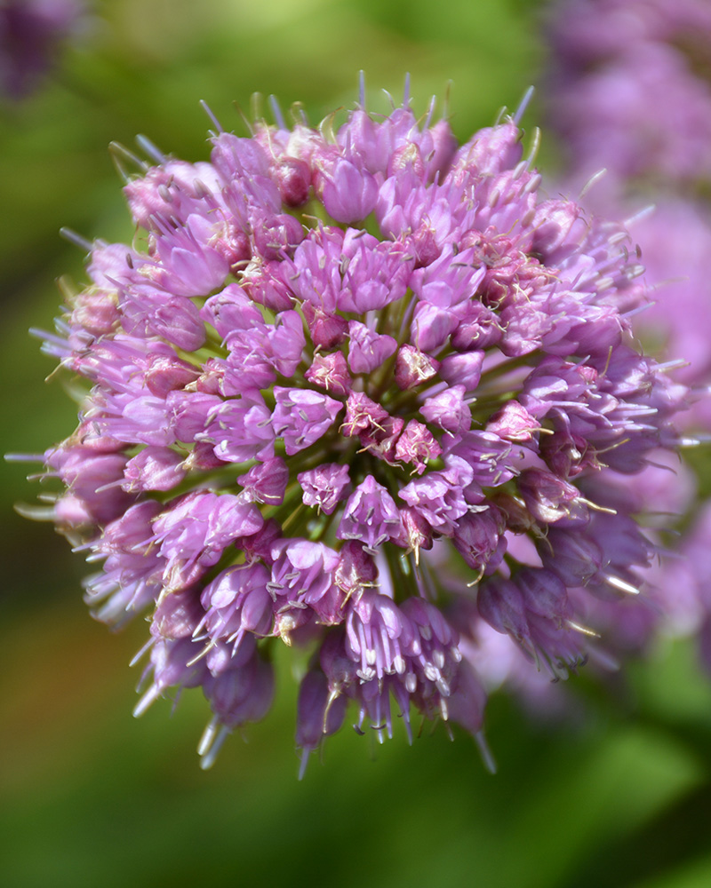 Millenium Ornamental Onion #1<br><i>Allium \'Millenium\'</br></i>