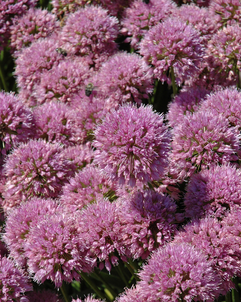 Millenium Ornamental Onion #1<br><i>Allium \'Millenium\'</br></i>