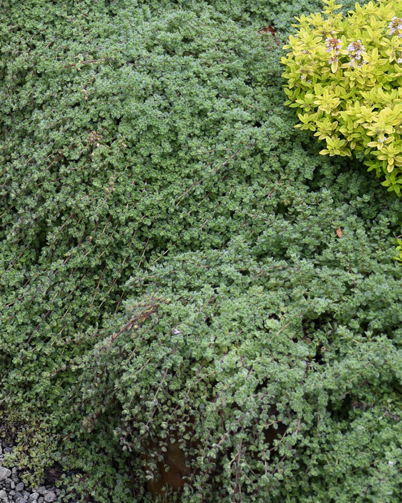 Wooly Thyme #1<br><i>Thymus pseudolanuginosis</br></i>