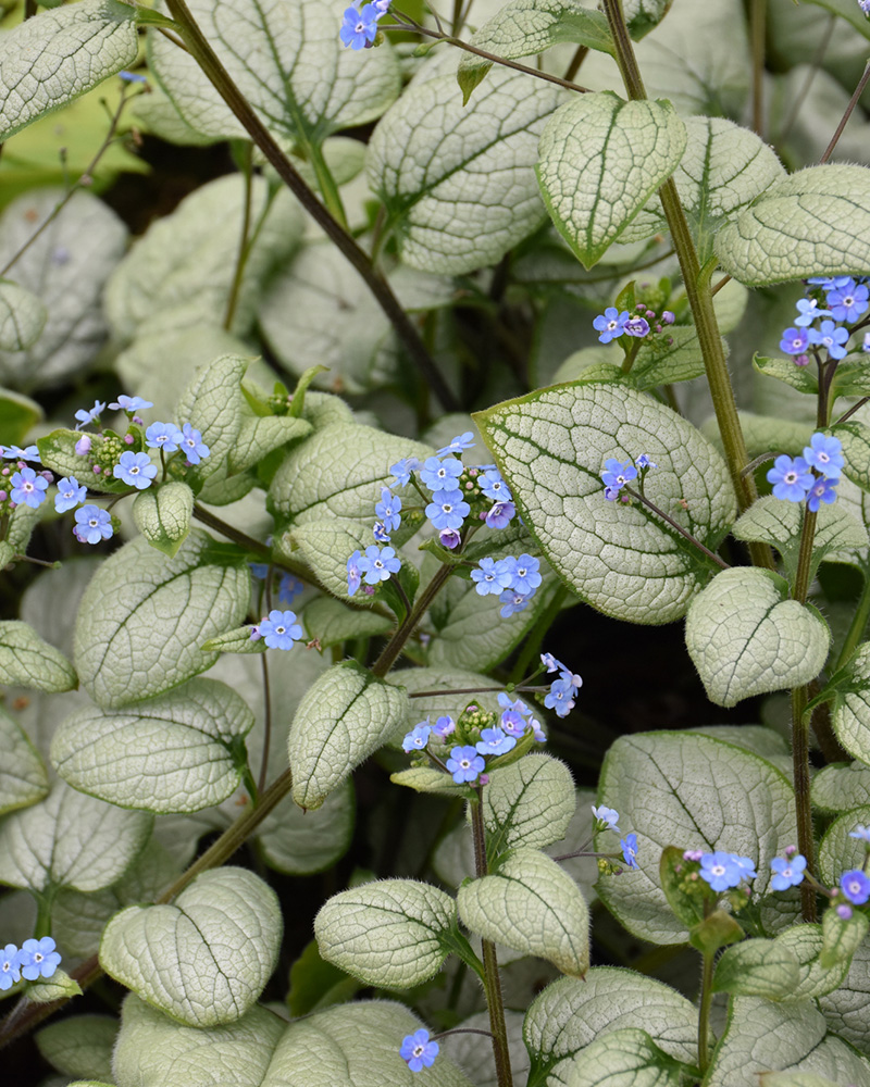 Alexandria Bugloss #1<br><i>Brunnera macrophylla 'Alexandria'</br></i>