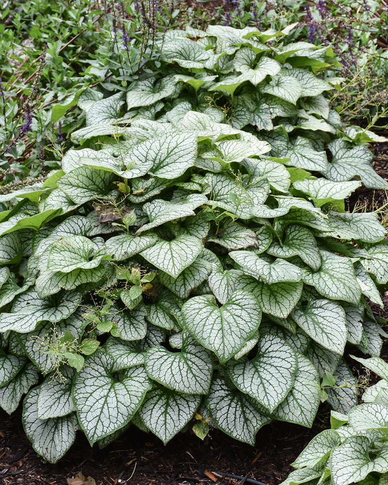 Alexandria Bugloss #1<br><i>Brunnera macrophylla \'Alexandria\'</br></i>