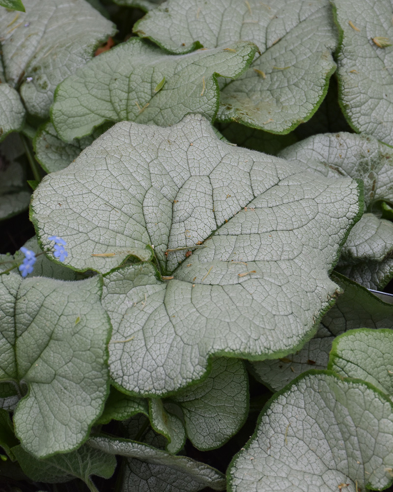 Alexandria Bugloss #1<br><i>Brunnera macrophylla \'Alexandria\'</br></i>