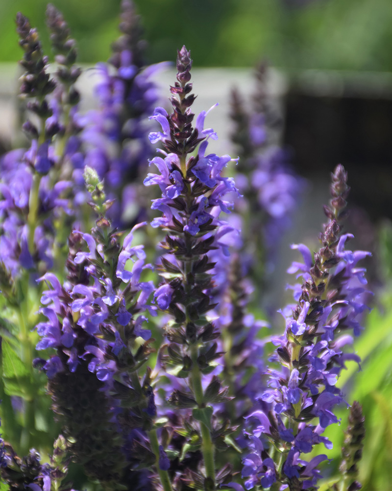 Marcus Sage | Salvia nemorosa 'Marcus' | Perennials Available in Reno