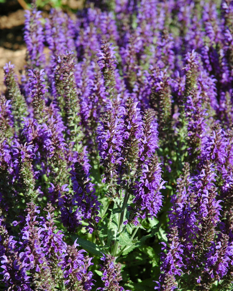 Marcus Sage #1<br><i>Salvia nemorosa \'Marcus\'</br></i>