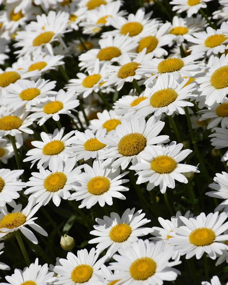 Becky Shasta Daisy #1<br><i>Leucanthemum x superbum Becky</br></i>