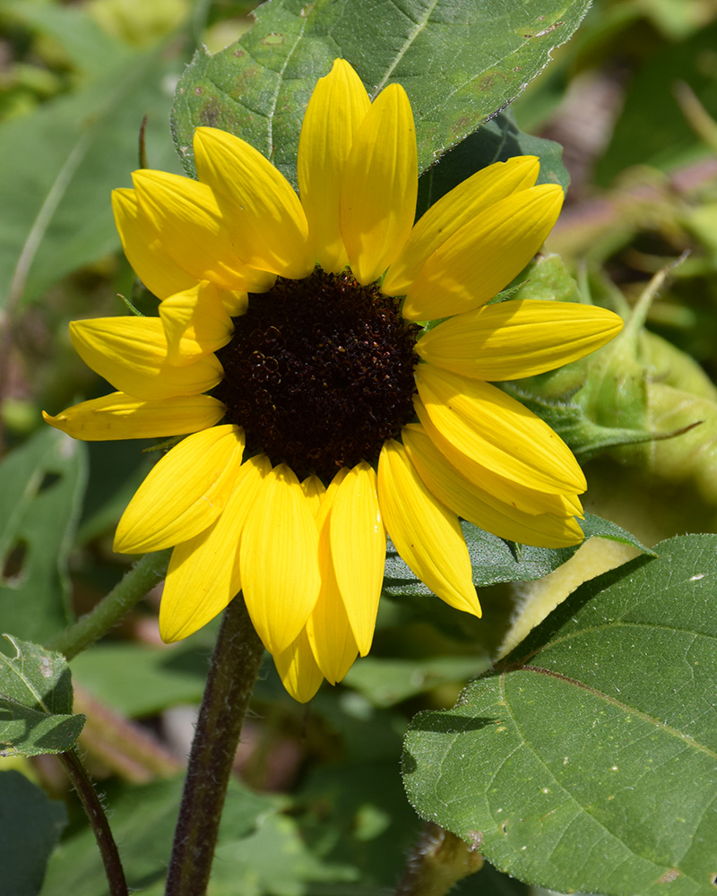Sunflower Suntastic Yellow with Black Center 4"