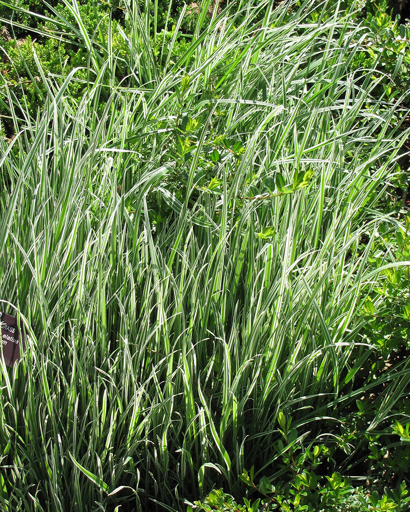 Variegated Oat Grass #1<br><i>Arrhenatherum elatum 'Variegatum'</br></i>