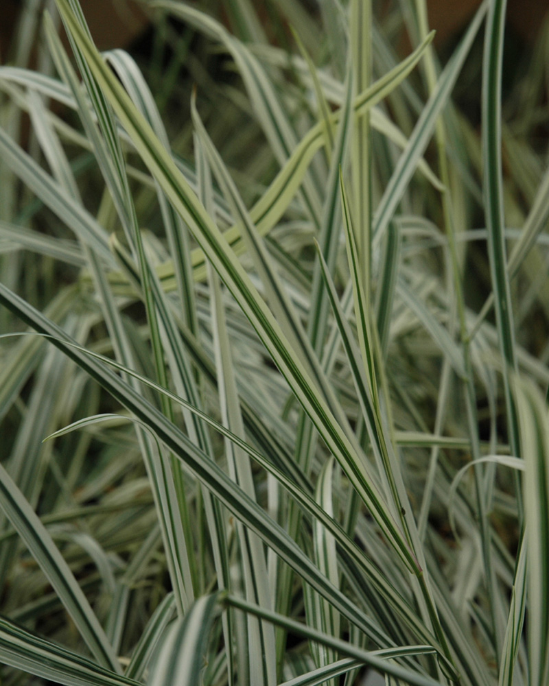 Variegated Oat Grass #1<br><i>Arrhenatherum elatum \'Variegatum\'</br></i>