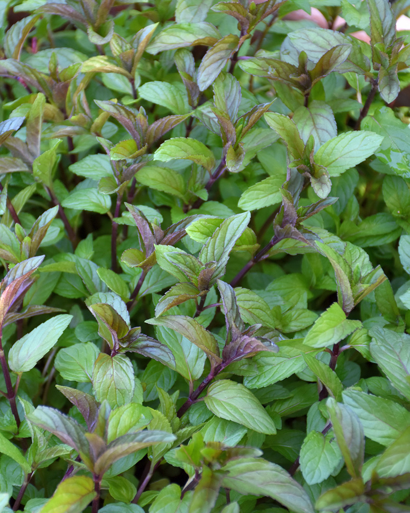 Chocolate Mint 4"<br><i>Mentha x piperita 'Chocolate'</br></i>