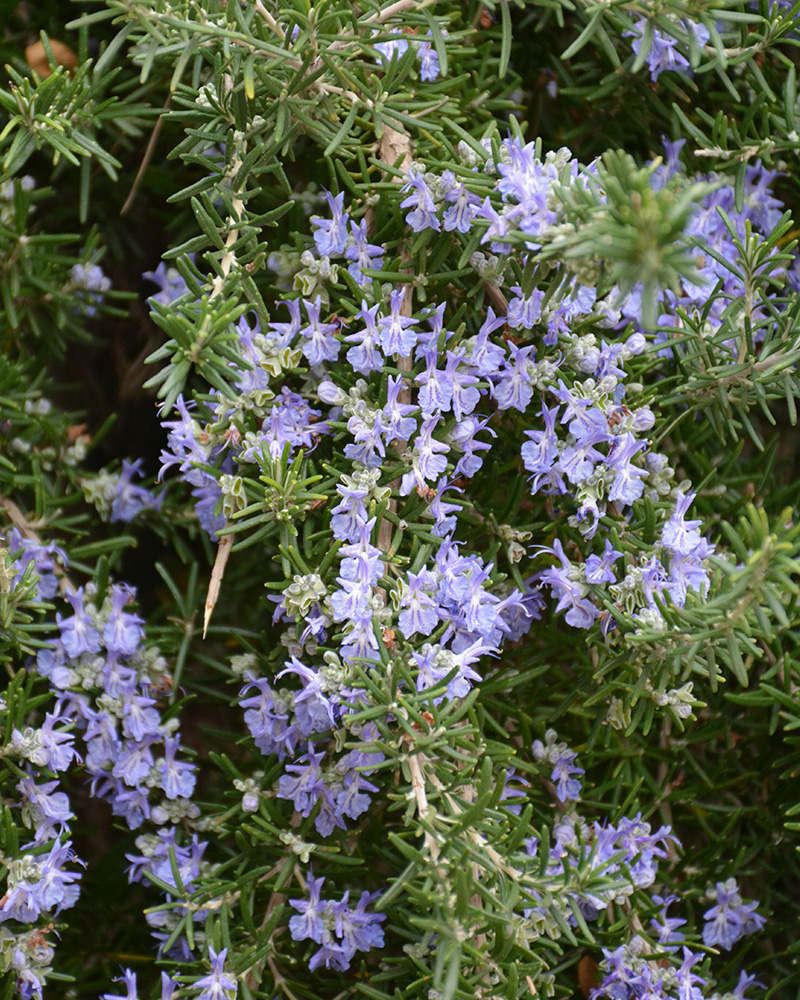 Trailing Rosemary 4"<br><i>Rosmarinus officinalis 'Prostratus'</br></i>