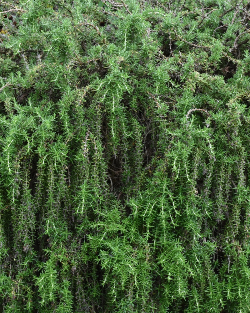 Trailing Rosemary 4\"<br><i>Rosmarinus officinalis \'Prostratus\'</br></i>