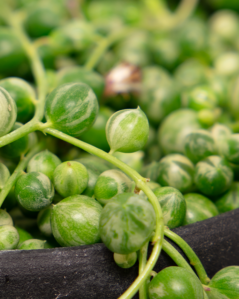 String of Pearls Variegated 6\"