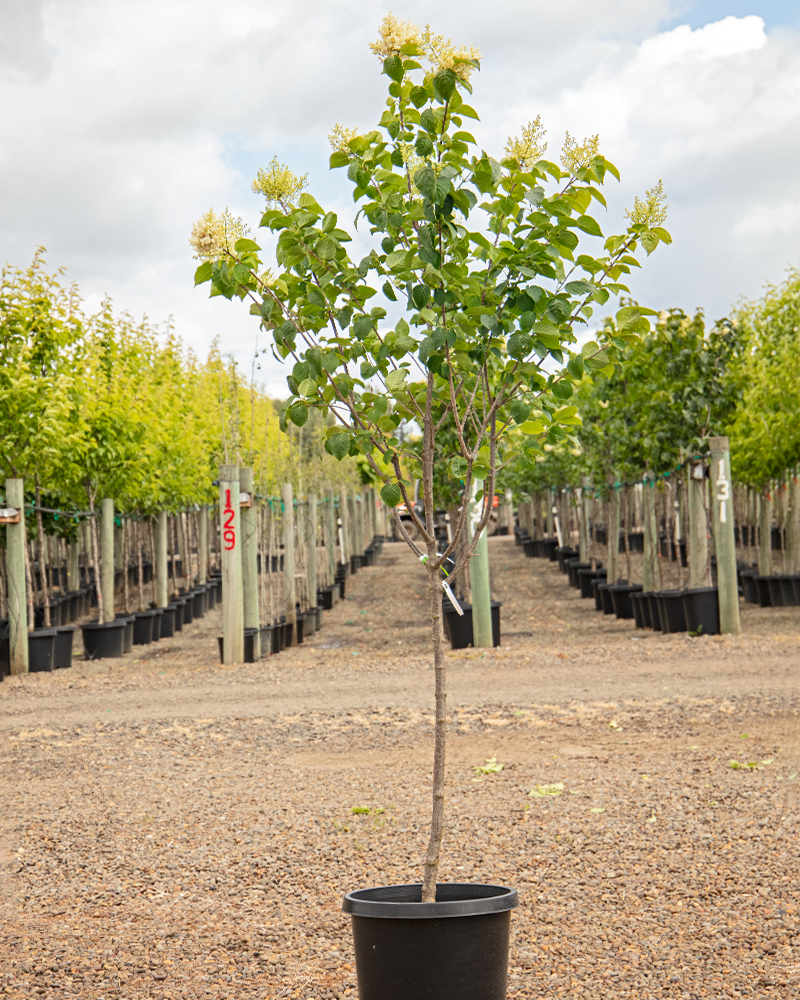 Ivory Silk Japanese Tree Lilac #15<br><i>Syringa reticulata Ivory Silk</br></i>