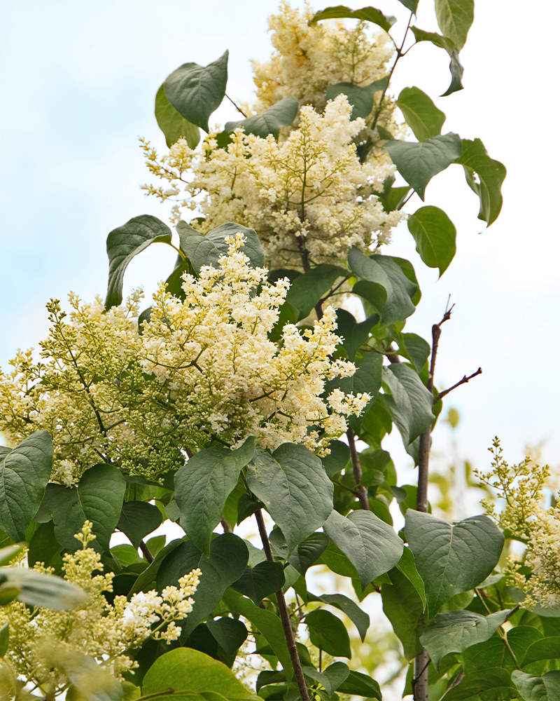 Ivory Silk Japanese Tree Lilac #15<br><i>Syringa reticulata Ivory Silk</br></i>