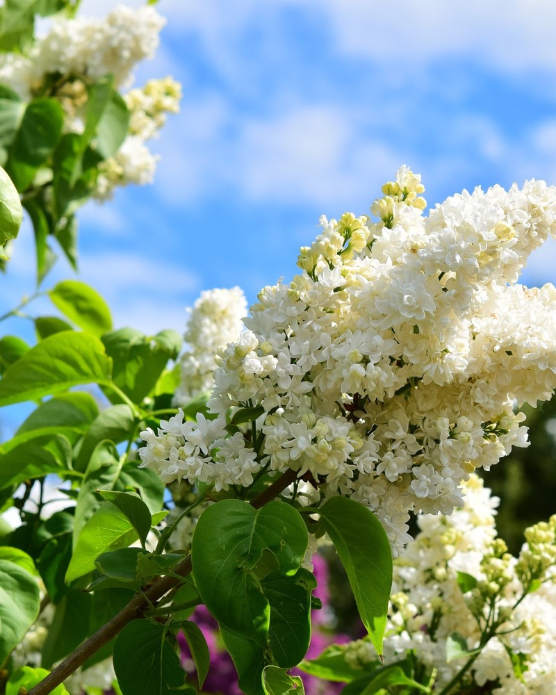 Ivory Silk Japanese Tree Lilac #15<br><i>Syringa reticulata Ivory Silk</br></i>