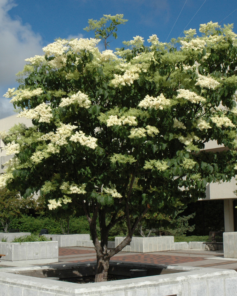 Ivory Silk Japanese Tree Lilac #15<br><i>Syringa reticulata Ivory Silk</br></i>