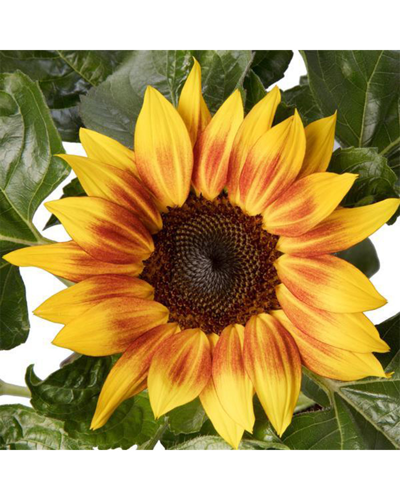 Sunflower Solsation Flame 12\" Patio Pot