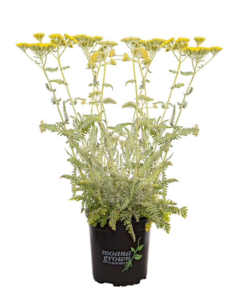 Moonshine Yarrow #1<br><i>Achillea Moonshine</br></i>