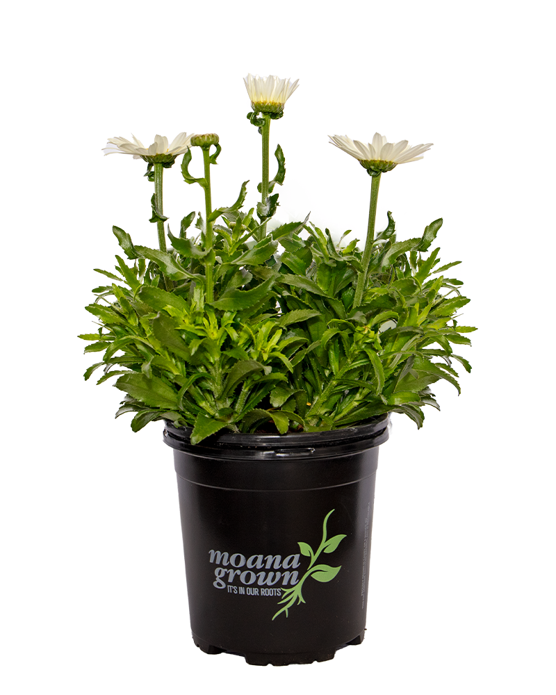 Snowcap Shasta Daisy #1<br><i>Leucanthemum x superbum 'Snowcap'</br></i>