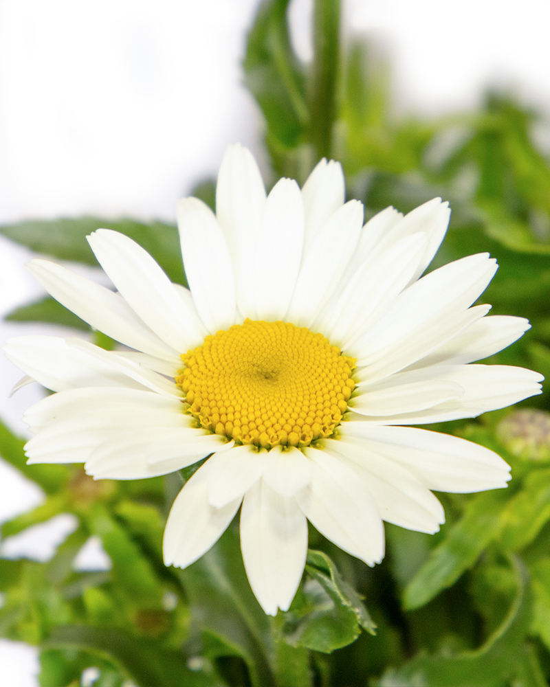 Snowcap Shasta Daisy #1<br><i>Leucanthemum x superbum \'Snowcap\'</br></i>