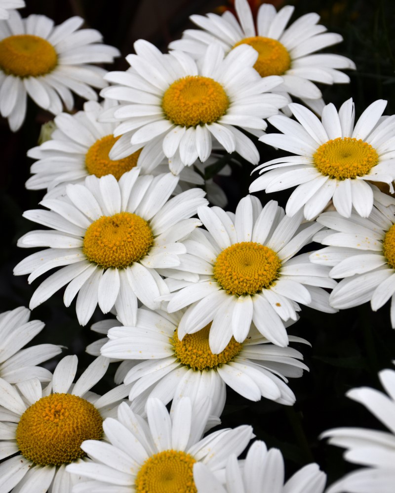 Snowcap Shasta Daisy #1<br><i>Leucanthemum x superbum \'Snowcap\'</br></i>