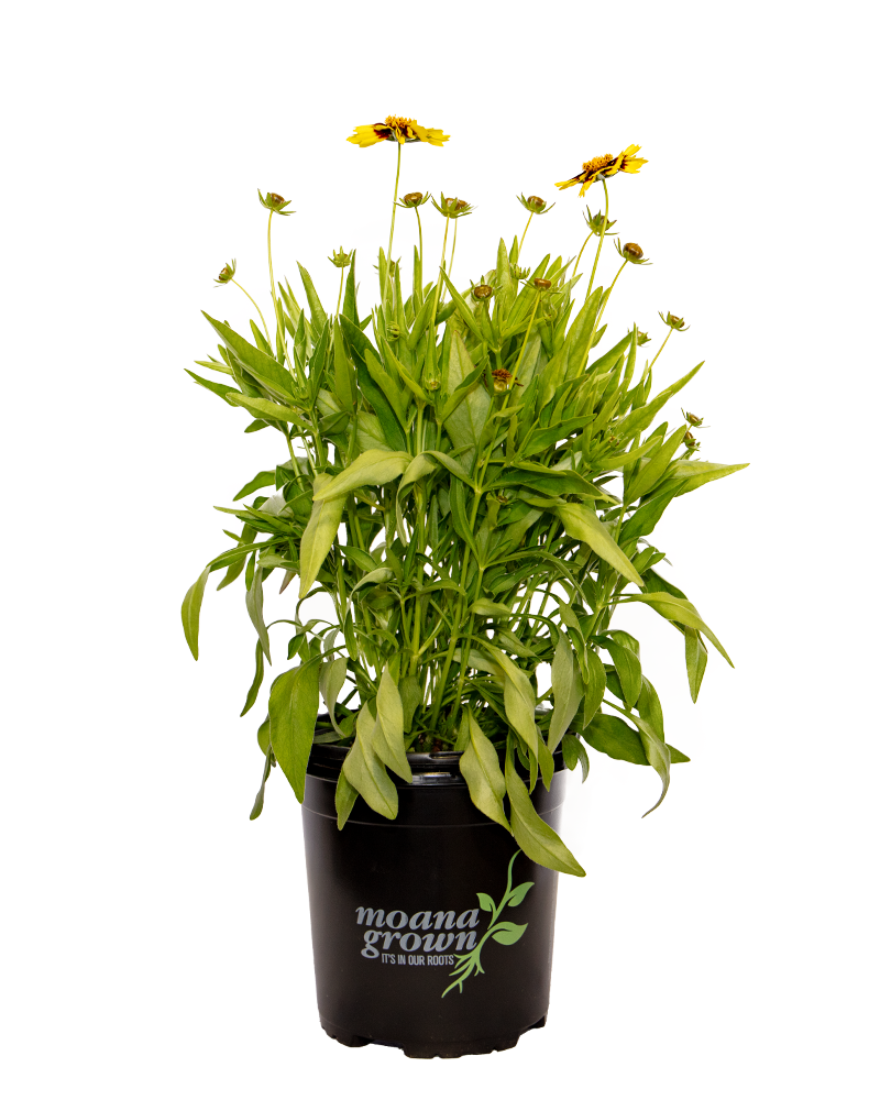 UpTick Yellow and Red Tickseed #1<br><i>Coreopsis Baluptowed</br></i>