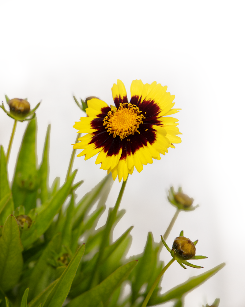 UpTick Yellow and Red Tickseed #1<br><i>Coreopsis Baluptowed</br></i>