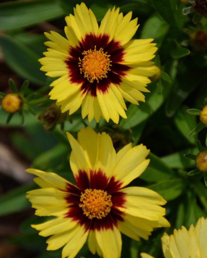 UpTick Yellow and Red Tickseed #1<br><i>Coreopsis Baluptowed</br></i>