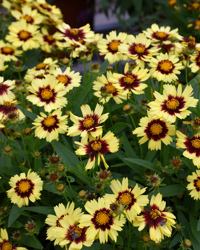 UpTick Yellow and Red Tickseed #1<br><i>Coreopsis Baluptowed</br></i>