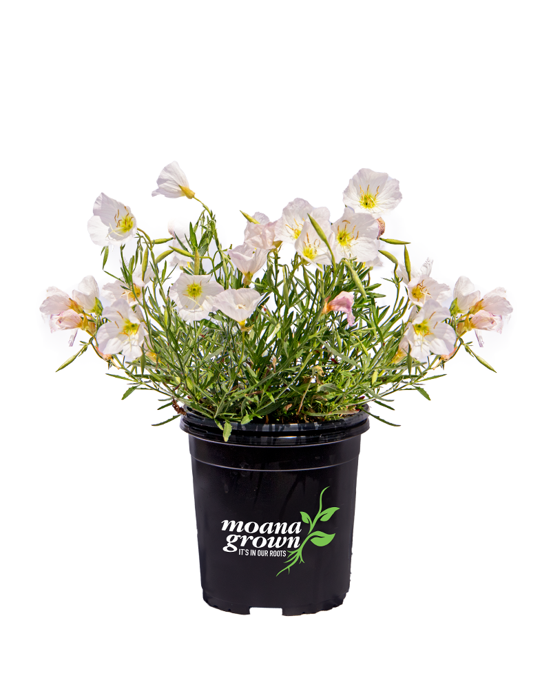 Siskiyou Mexican Evening Primrose #1<br><i>Oenothera berlandieri Siskiyou</br></i>