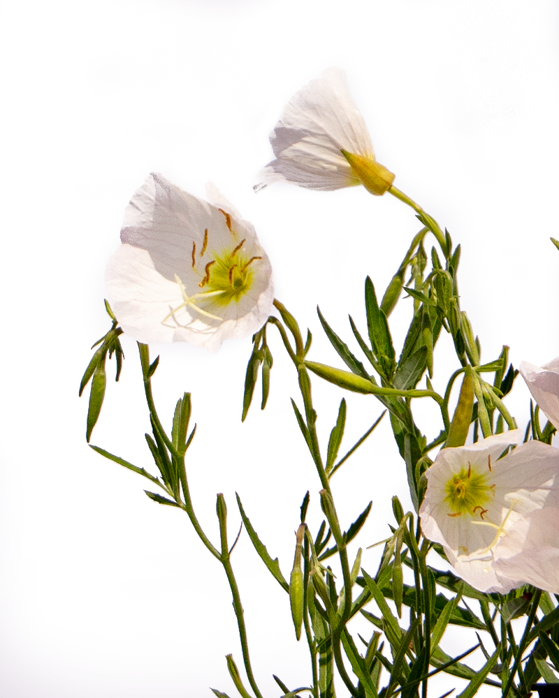 Siskiyou Mexican Evening Primrose #1<br><i>Oenothera berlandieri Siskiyou</br></i>