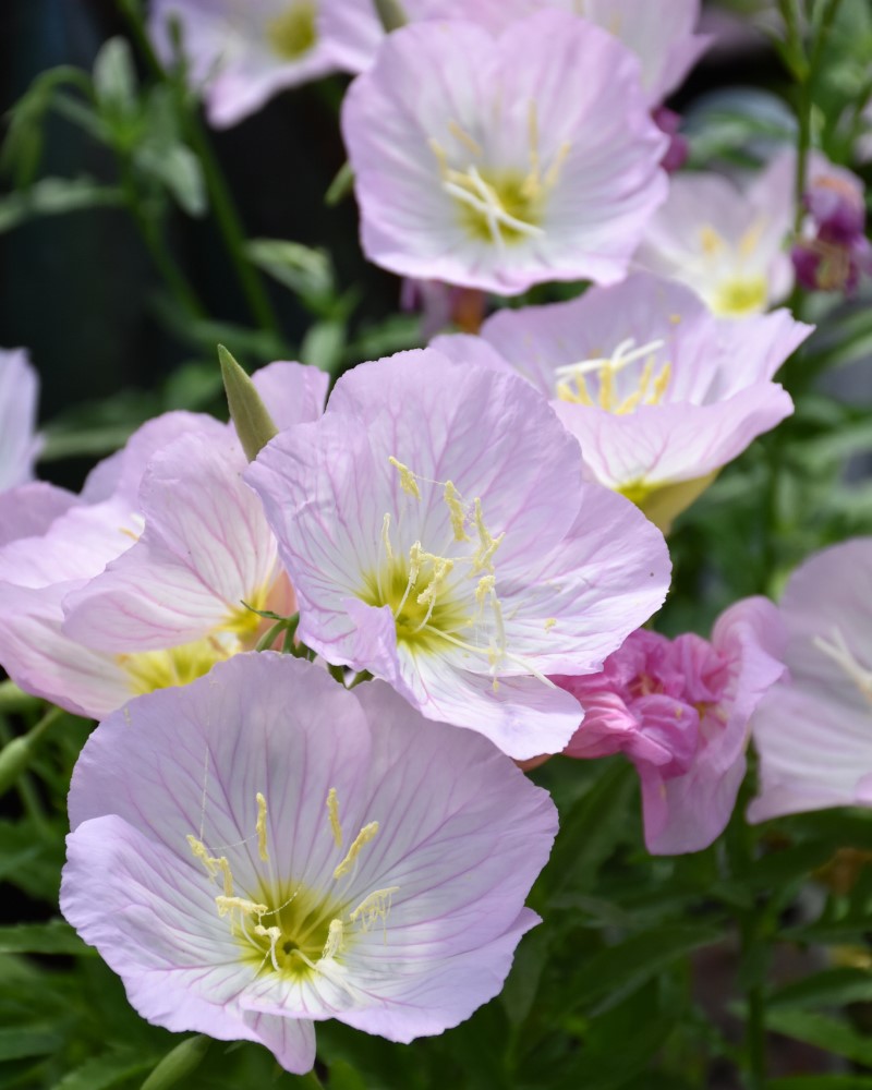 Siskiyou Mexican Evening Primrose #1<br><i>Oenothera berlandieri Siskiyou</br></i>