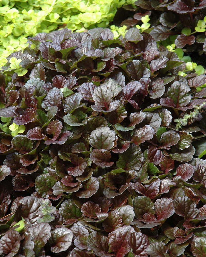 Black Scallop Bugleweed #1<br><i>Ajuga reptans Black Scallop</br></i>