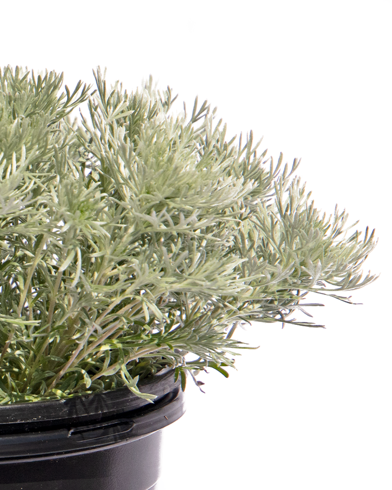 Silver Mound Artemesia #1<br><i>Artemisia schmidtiana Silver Mound</br></i>