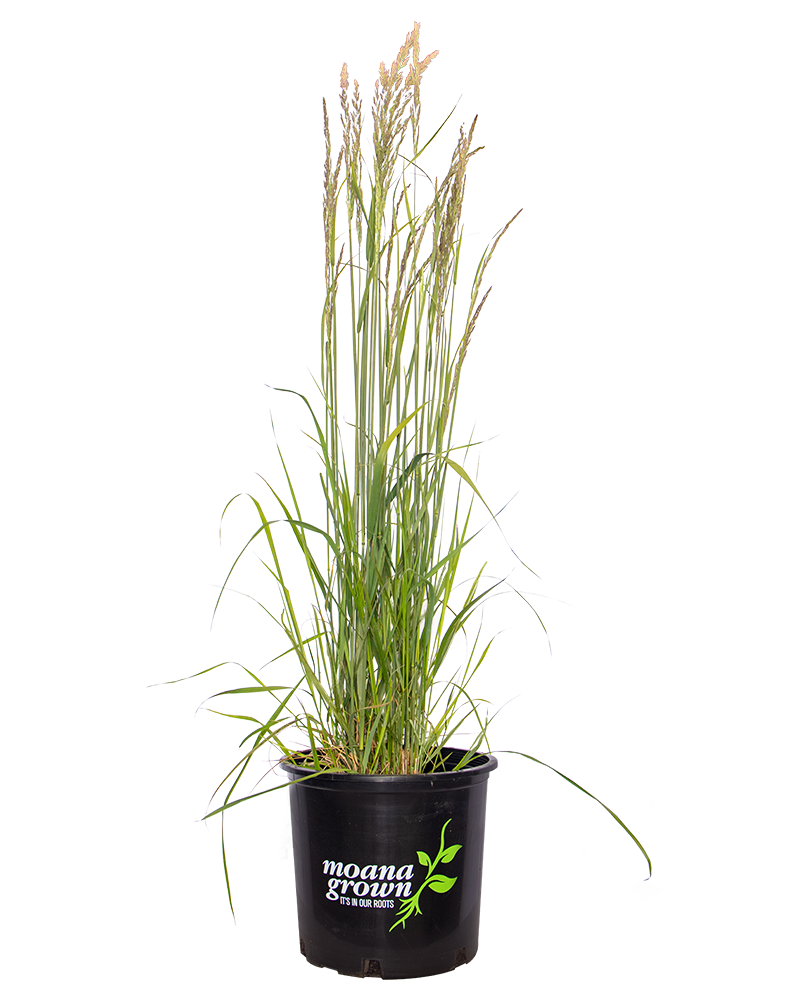 Karl Foerster Reed Grass #1<br><i>Calamagrostis x acutiflora 'Karl Foerster'</br></i>