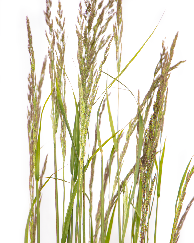 Karl Foerster Reed Grass #1<br><i>Calamagrostis x acutiflora \'Karl Foerster\'</br></i>