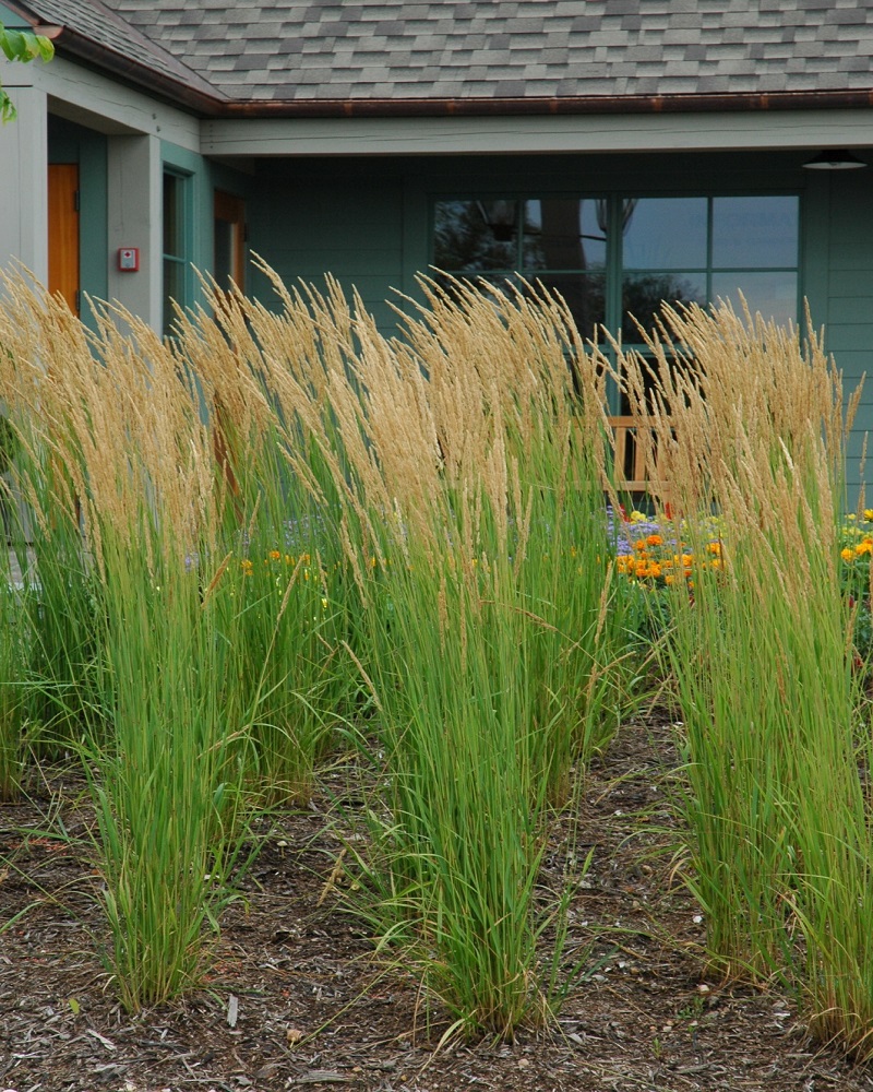 Karl Foerster Reed Grass #1<br><i>Calamagrostis x acutiflora \'Karl Foerster\'</br></i>