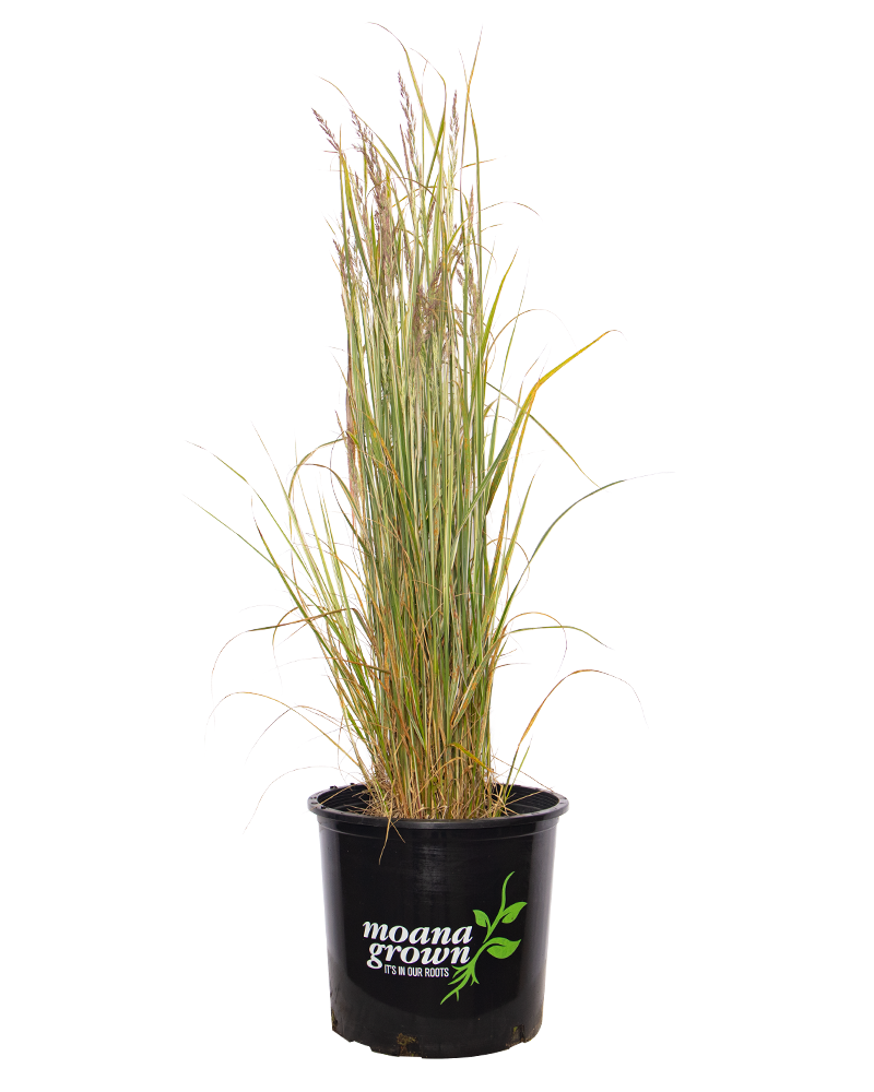 Variegated Reed Grass #1<br><i>Calamagrostis x acutiflora 'Overdam'</br></i>