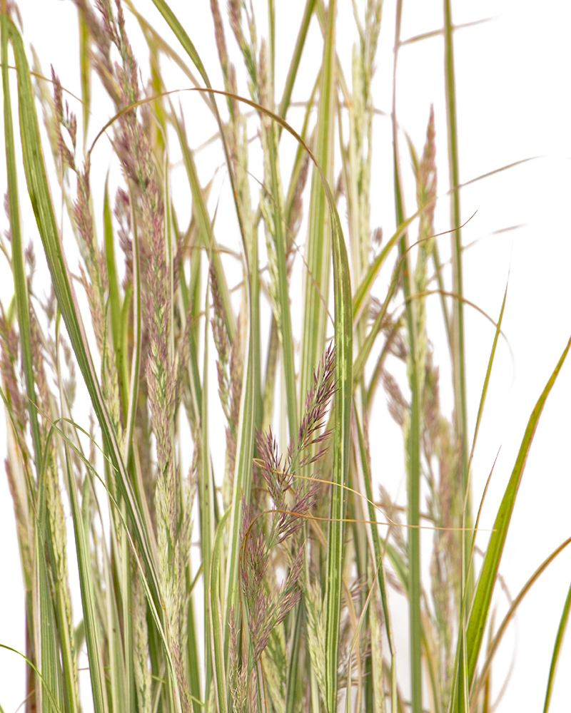 Variegated Reed Grass #1<br><i>Calamagrostis x acutiflora \'Overdam\'</br></i>